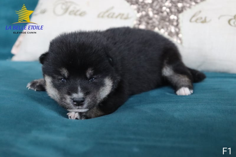 Shiba - de la Belle Etoile du Saves