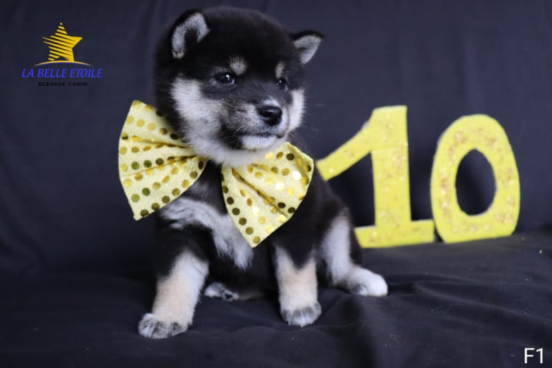 Shiba - de la Belle Etoile du Saves