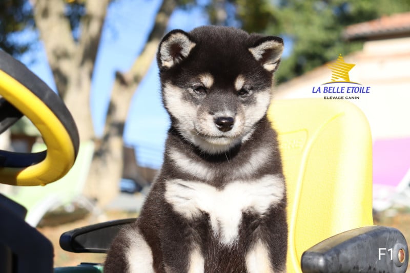 Shiba - de la Belle Etoile du Saves