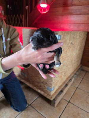 Les chiots de Berger Allemand Poil Long