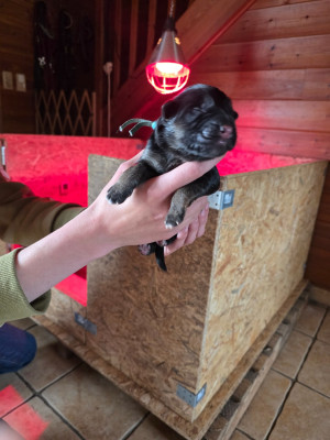 Les chiots de Berger Allemand Poil Long