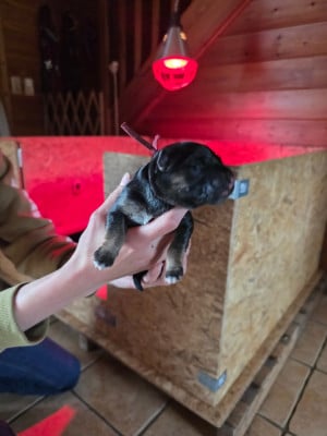 Les chiots de Berger Allemand Poil Long