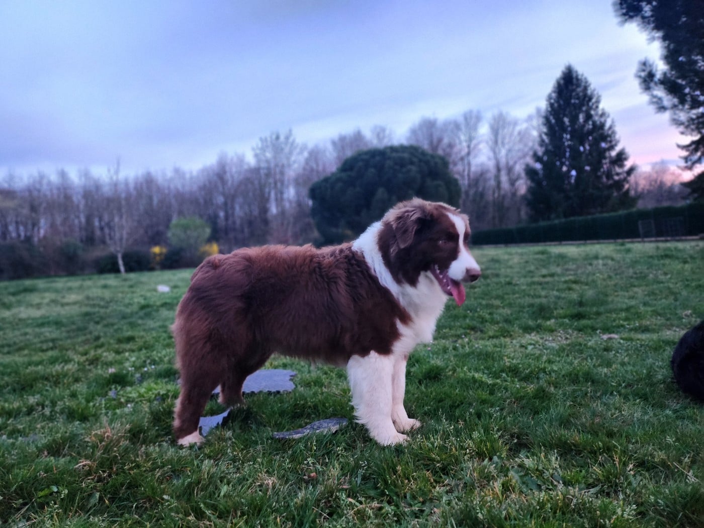 Angel Red Des Princes De Malibas