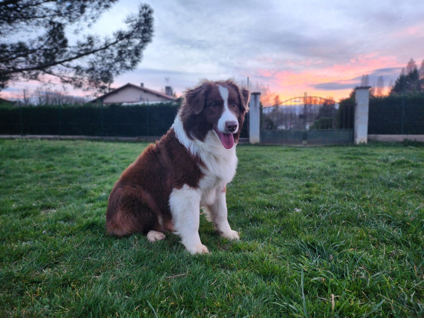 Angel Red Des Princes De Malibas