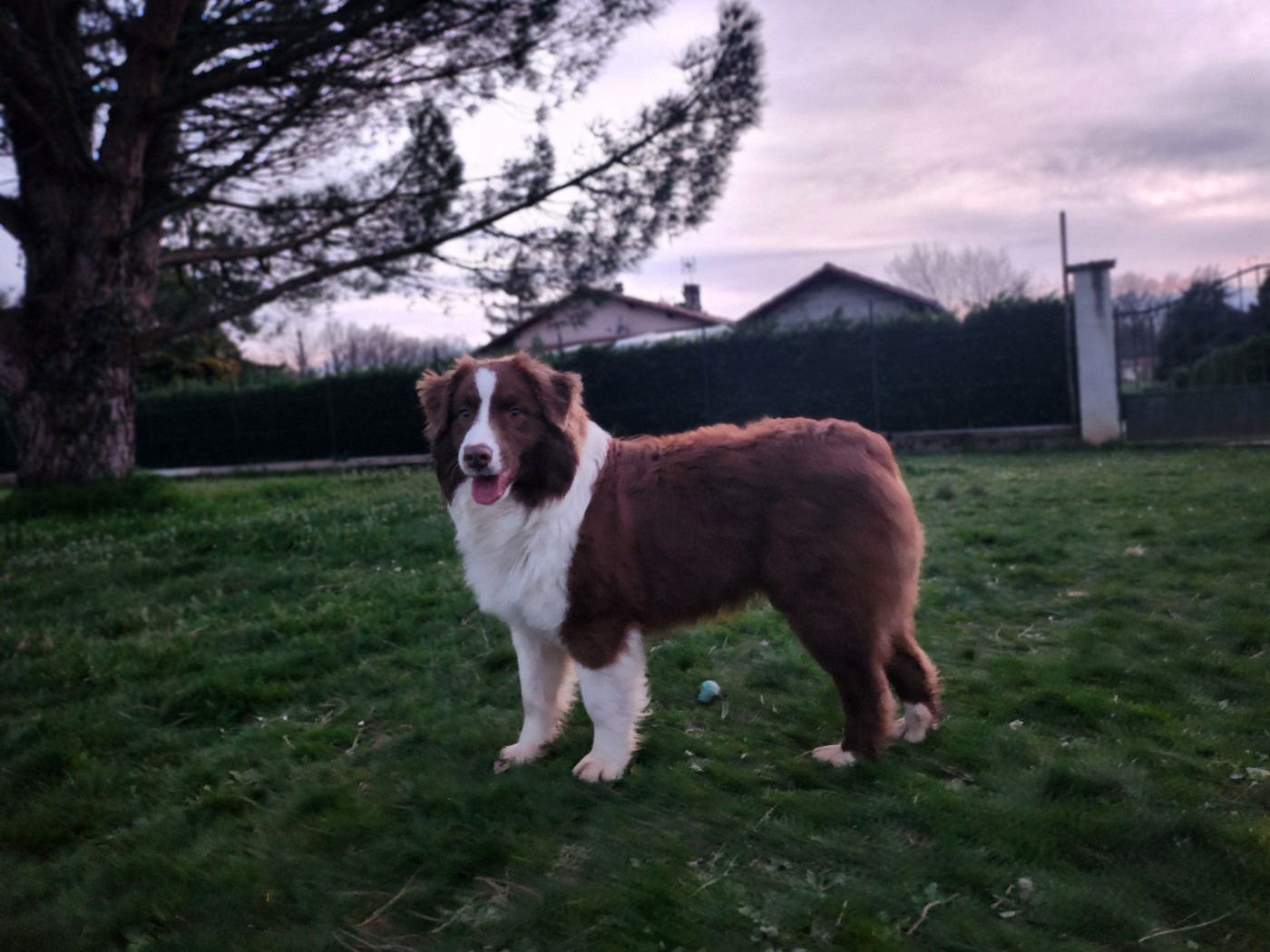 Angel Red Des Princes De Malibas