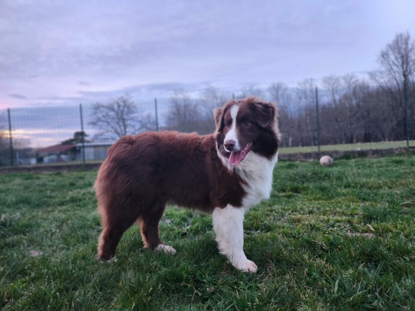 Angel Red Des Princes De Malibas