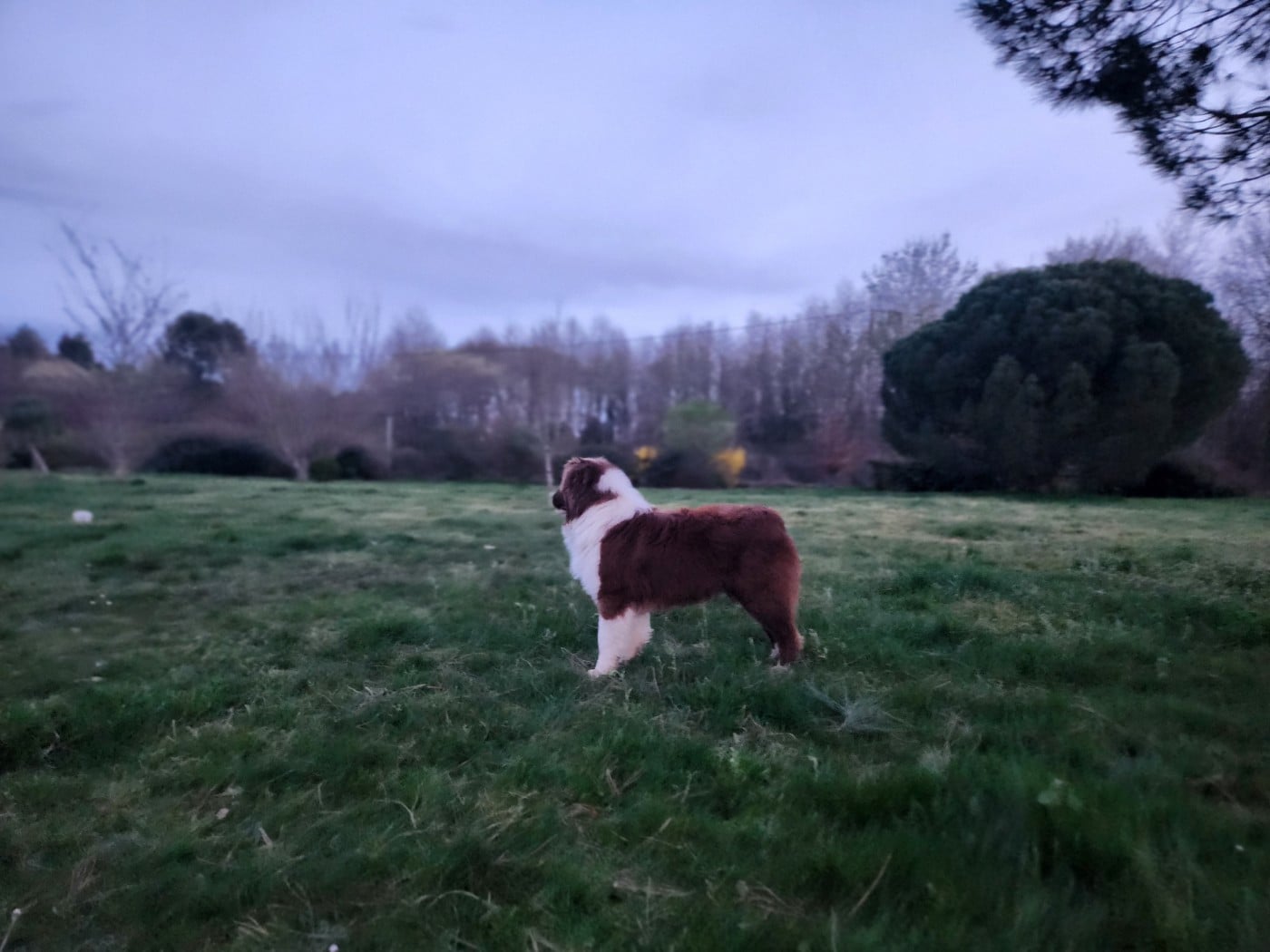 Angel Red Des Princes De Malibas