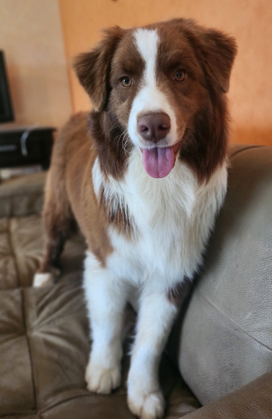 Angel Red Des Princes De Malibas