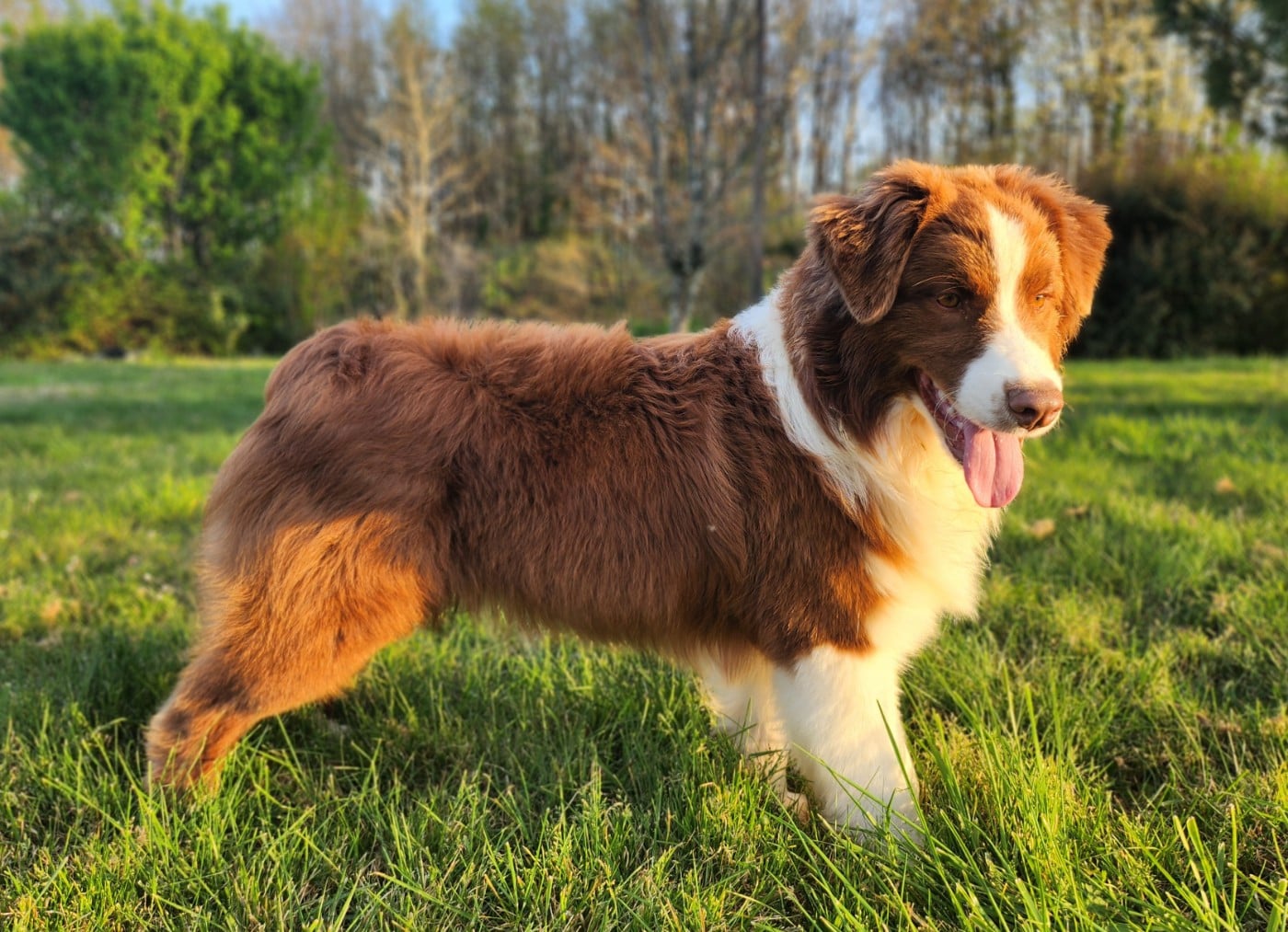 Angel Red Des Princes De Malibas