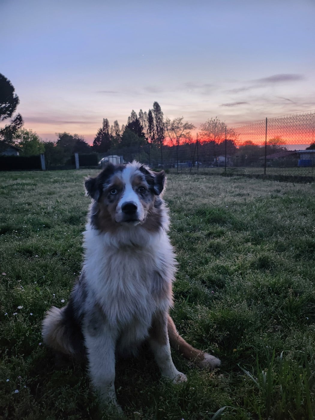 ASTRA BELLA du Chemin de la Lune aux Reves