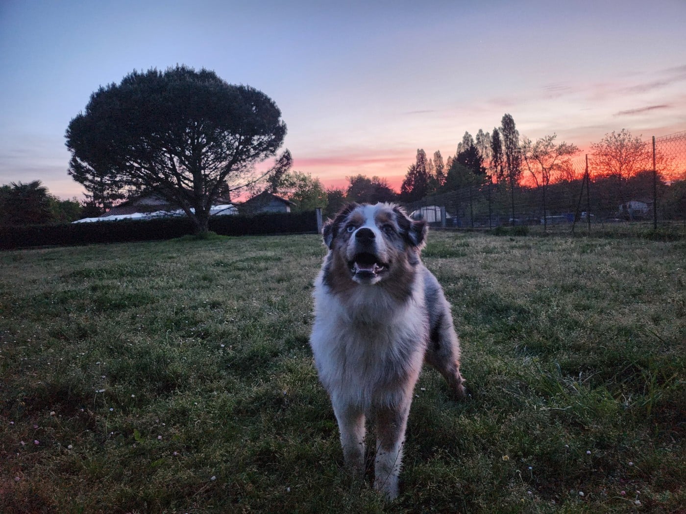 ASTRA BELLA du Chemin de la Lune aux Reves