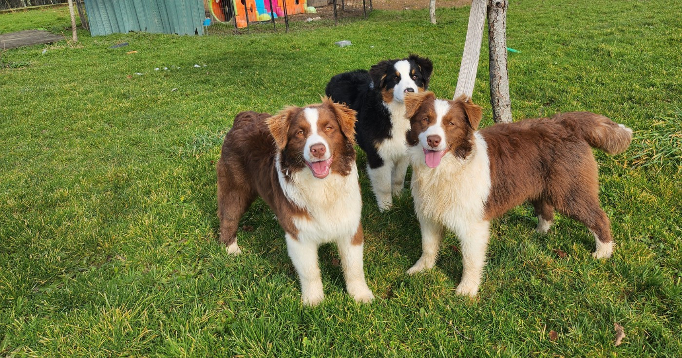 Berger Australien - Des Princes De Malibas