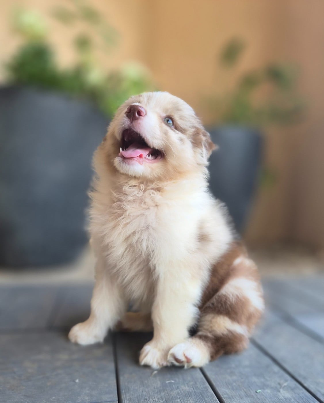 Chiot femelle 2 rouge merle