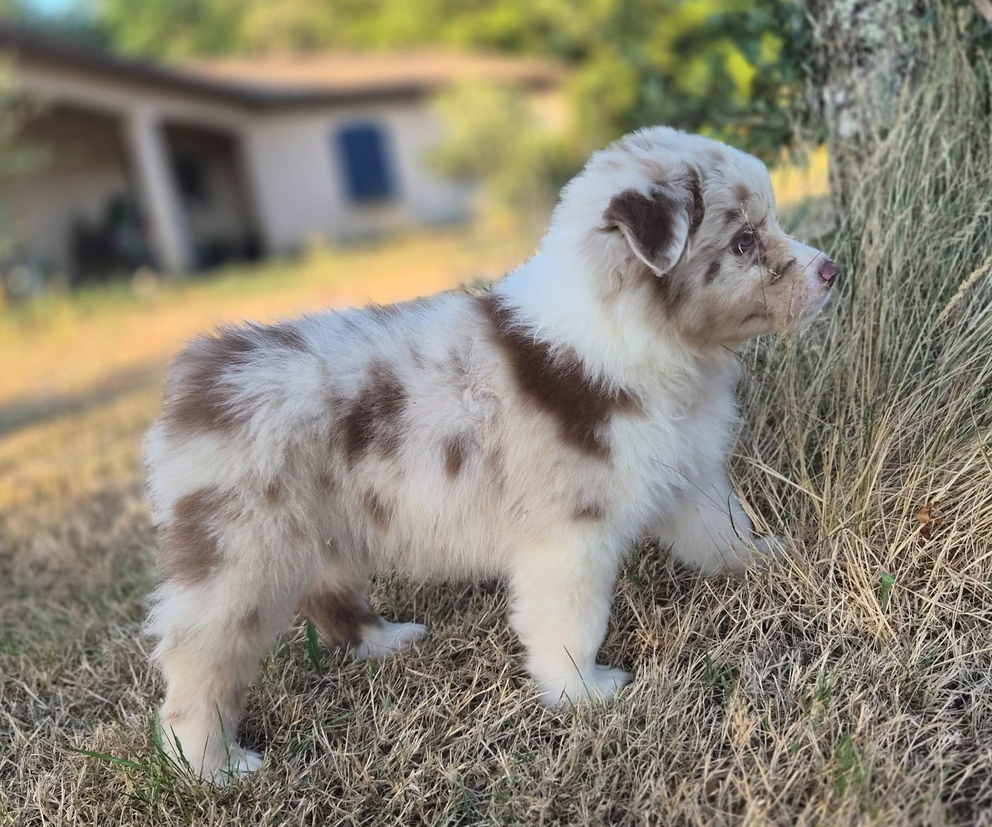 Chiot femelle 2 rouge merle