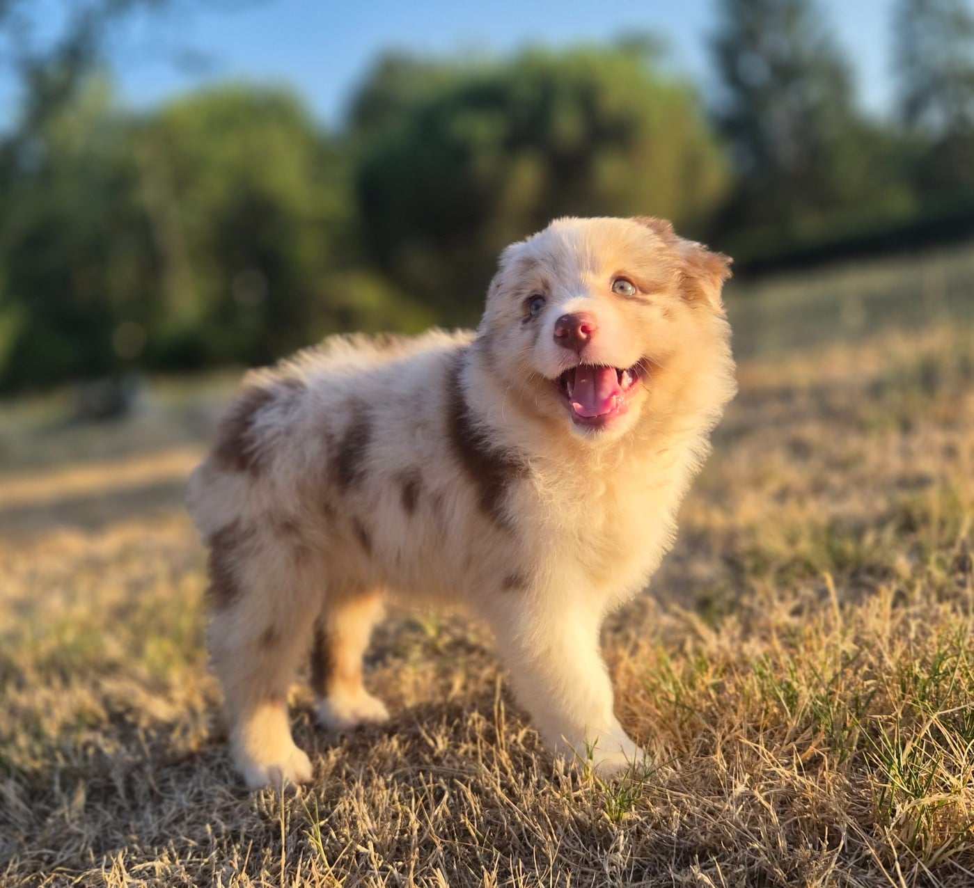 Chiot femelle 2 rouge merle