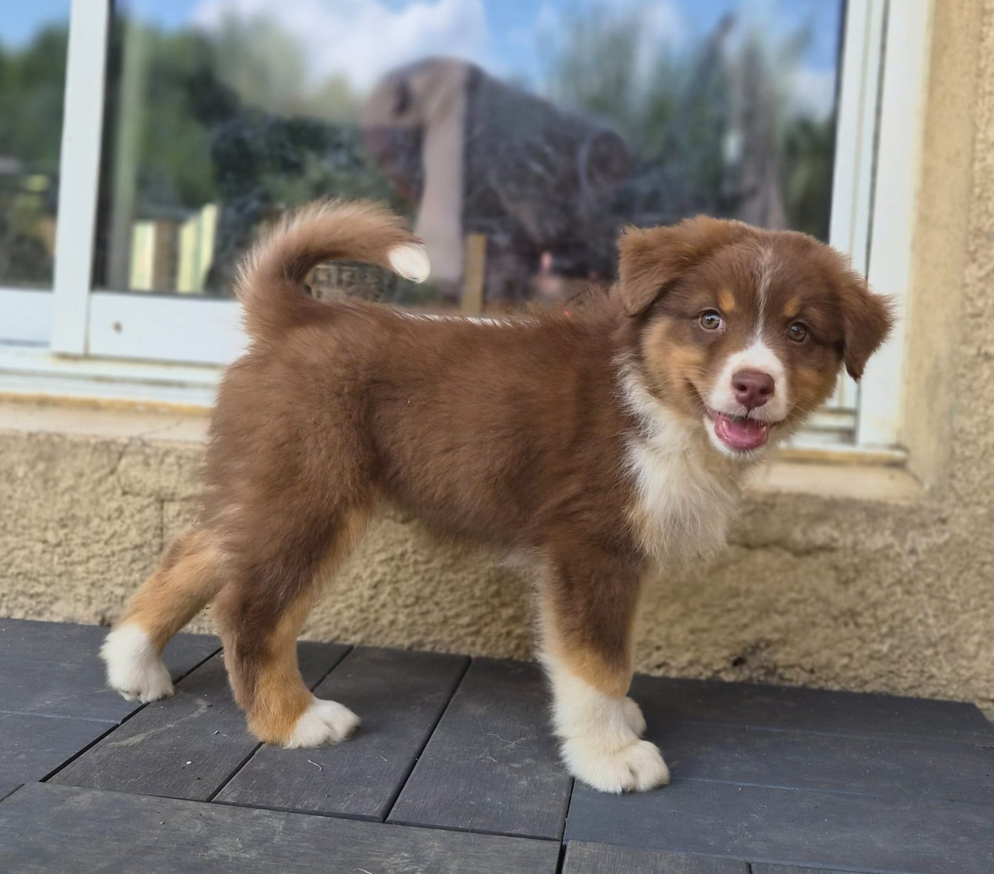 Chiot femelle 5 rouge tricolore QL