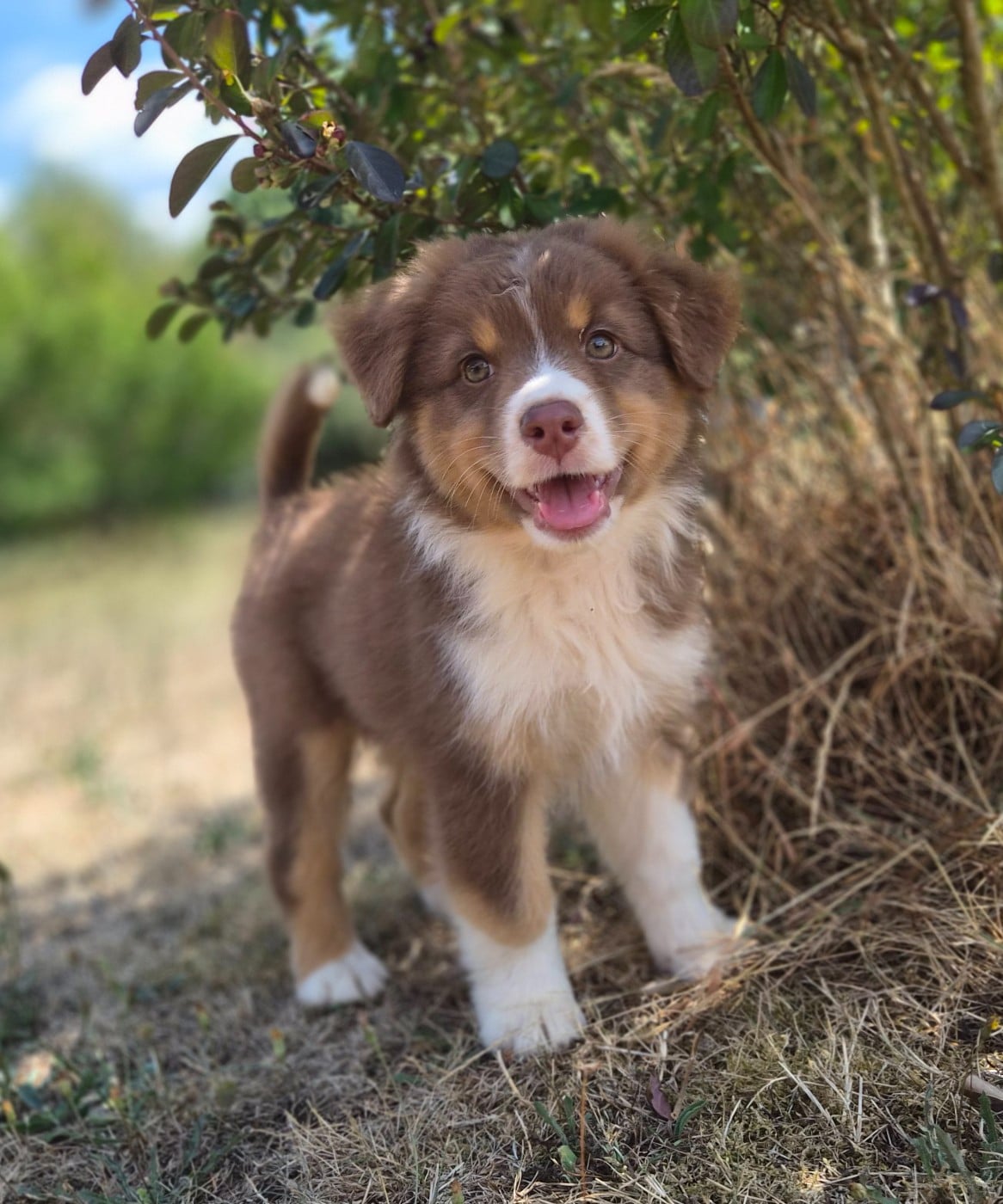 Chiot femelle 5 rouge tricolore QL