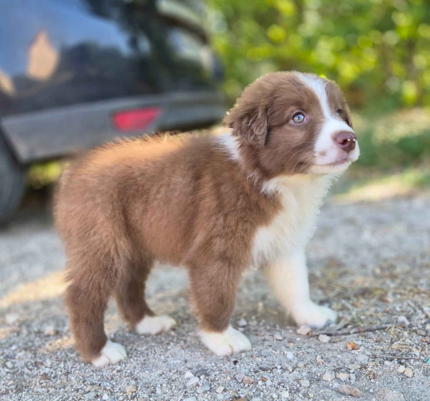Chiot mâle 3 rouge tricolore