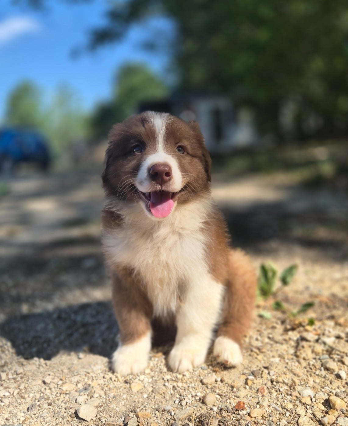 Chiot mâle 3 rouge tricolore