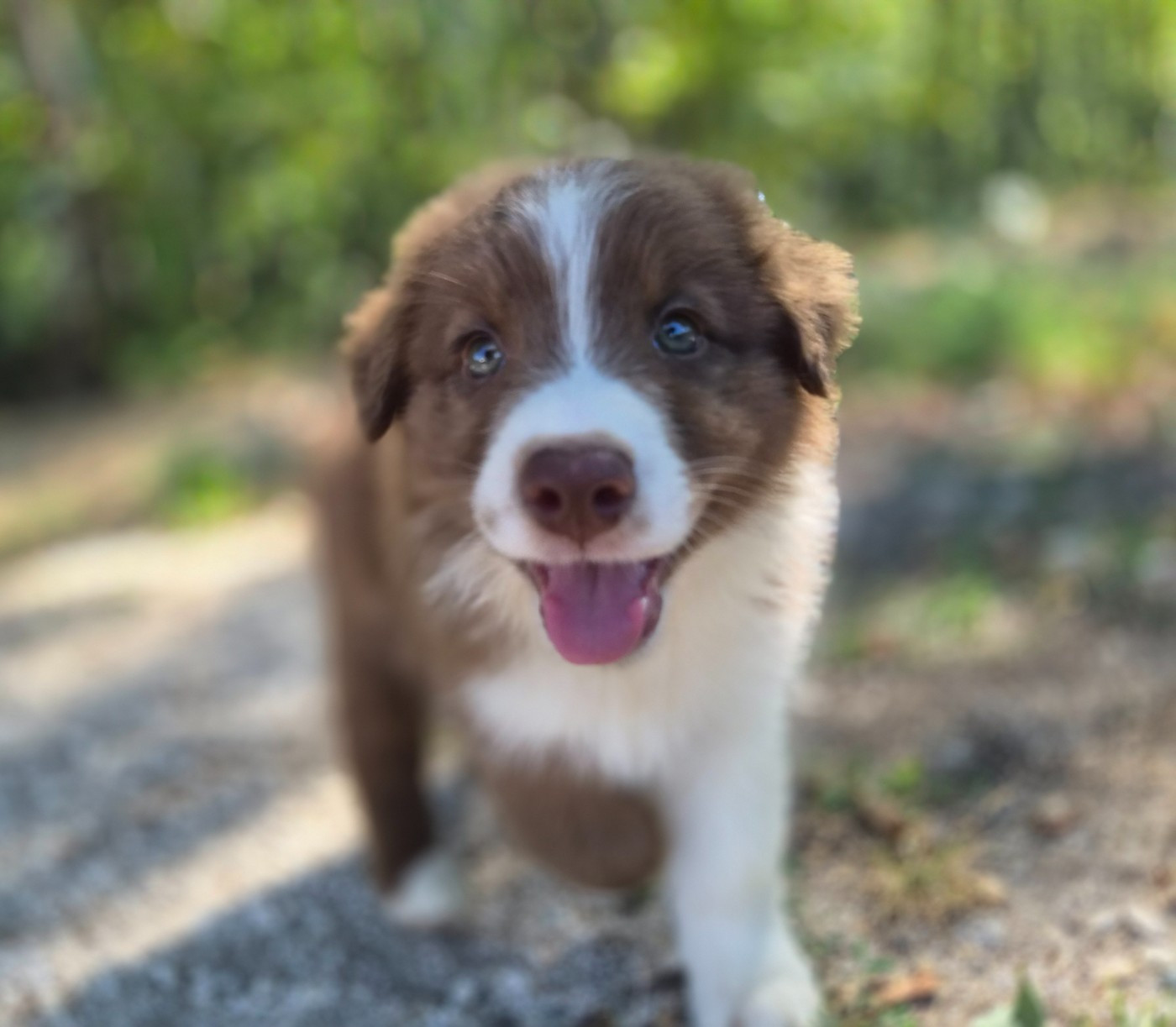 Chiot mâle 3 rouge tricolore