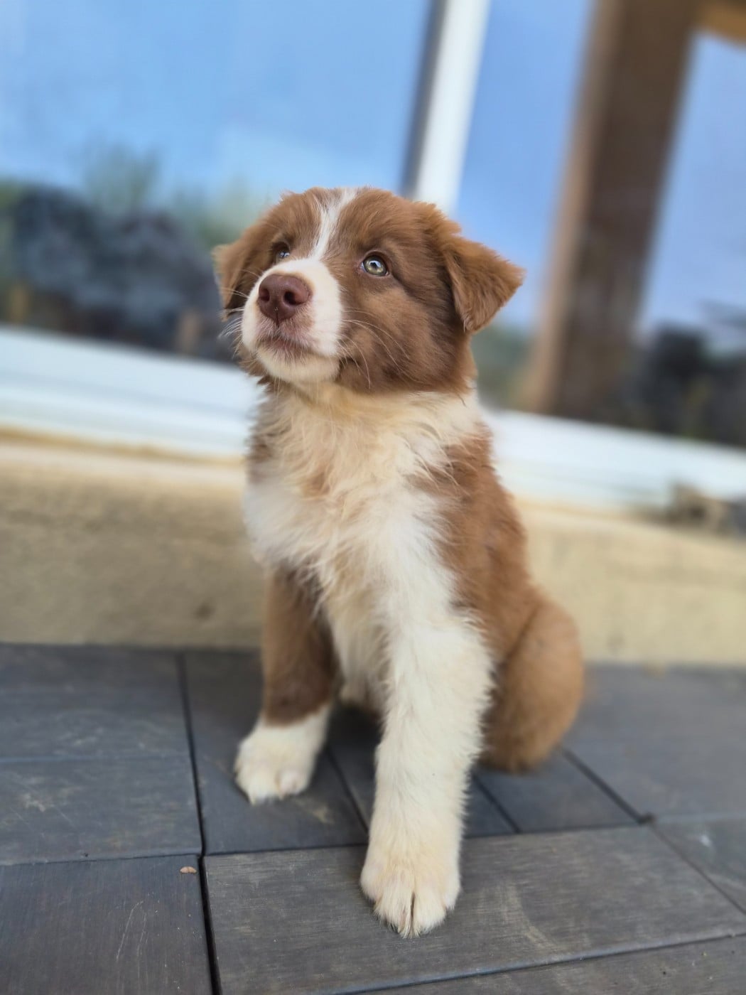 Chiot mâle 3 rouge tricolore