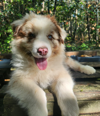 Les chiots de Berger Australien