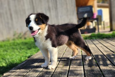 Les chiots de Berger Australien