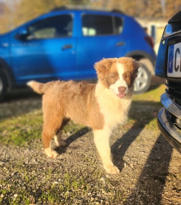 Les chiots de Berger Australien
