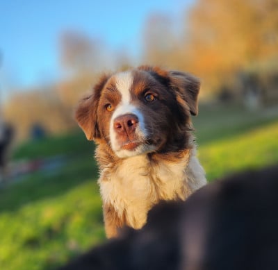 Les chiots de Berger Australien