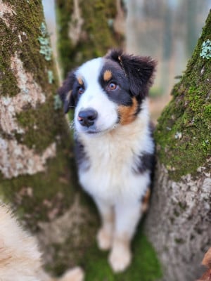 Les chiots de Berger Australien