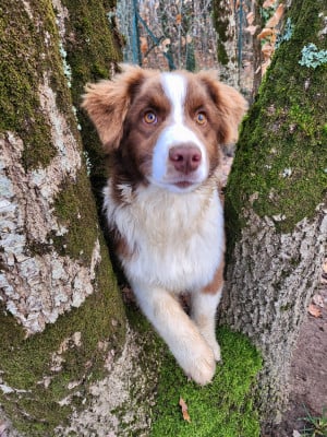 Les chiots de Berger Australien