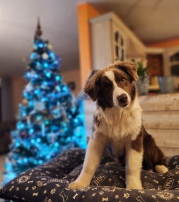 Les chiots de Berger Australien