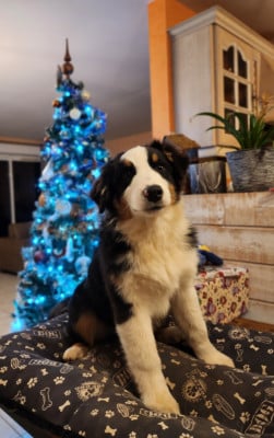 Les chiots de Berger Australien