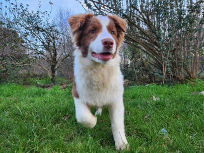Les chiots de Berger Australien