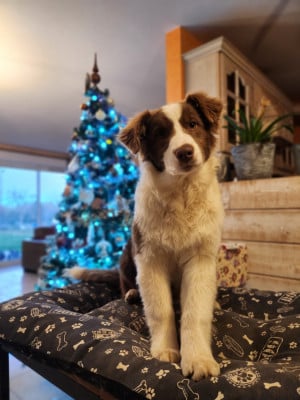 Les chiots de Berger Australien