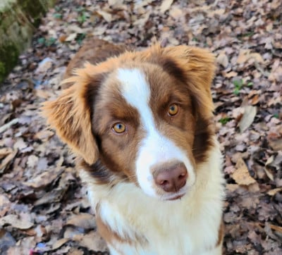 Les chiots de Berger Australien