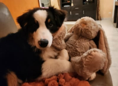 Les chiots de Berger Australien