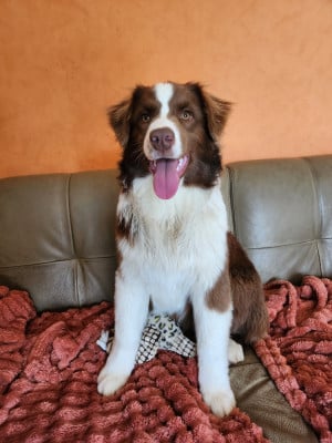 Les chiots de Berger Australien