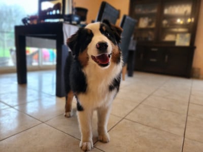 Les chiots de Berger Australien