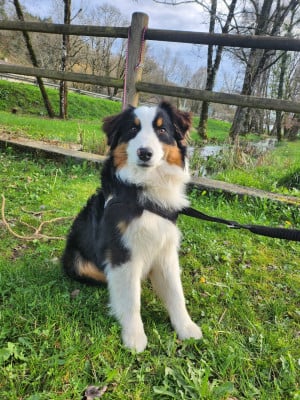 Les chiots de Berger Australien