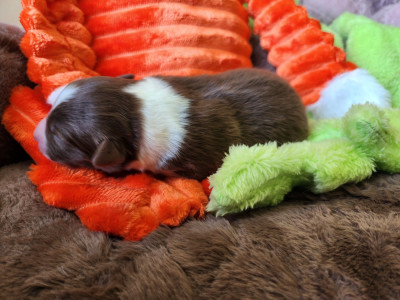 Les chiots de Berger Australien