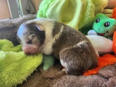 Les chiots de Berger Australien