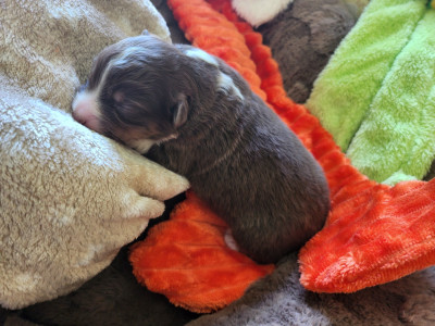 Les chiots de Berger Australien