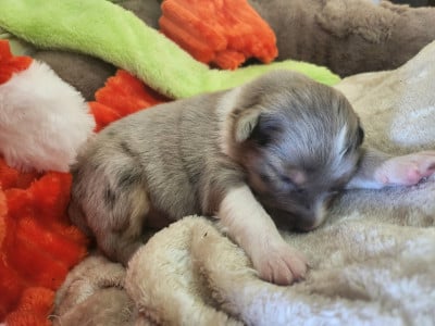 Les chiots de Berger Australien