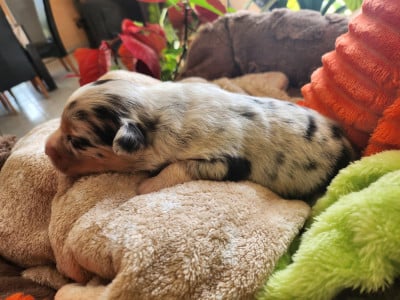 Les chiots de Berger Australien