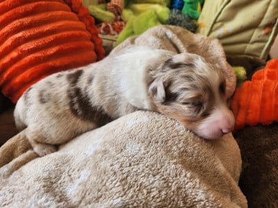 Les chiots de Berger Australien