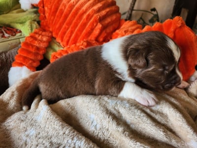 Les chiots de Berger Australien