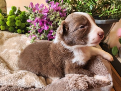 Les chiots de Berger Australien