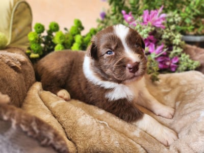 Les chiots de Berger Australien