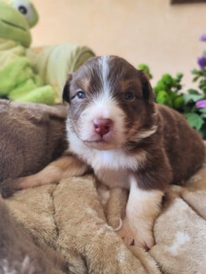 Les chiots de Berger Australien